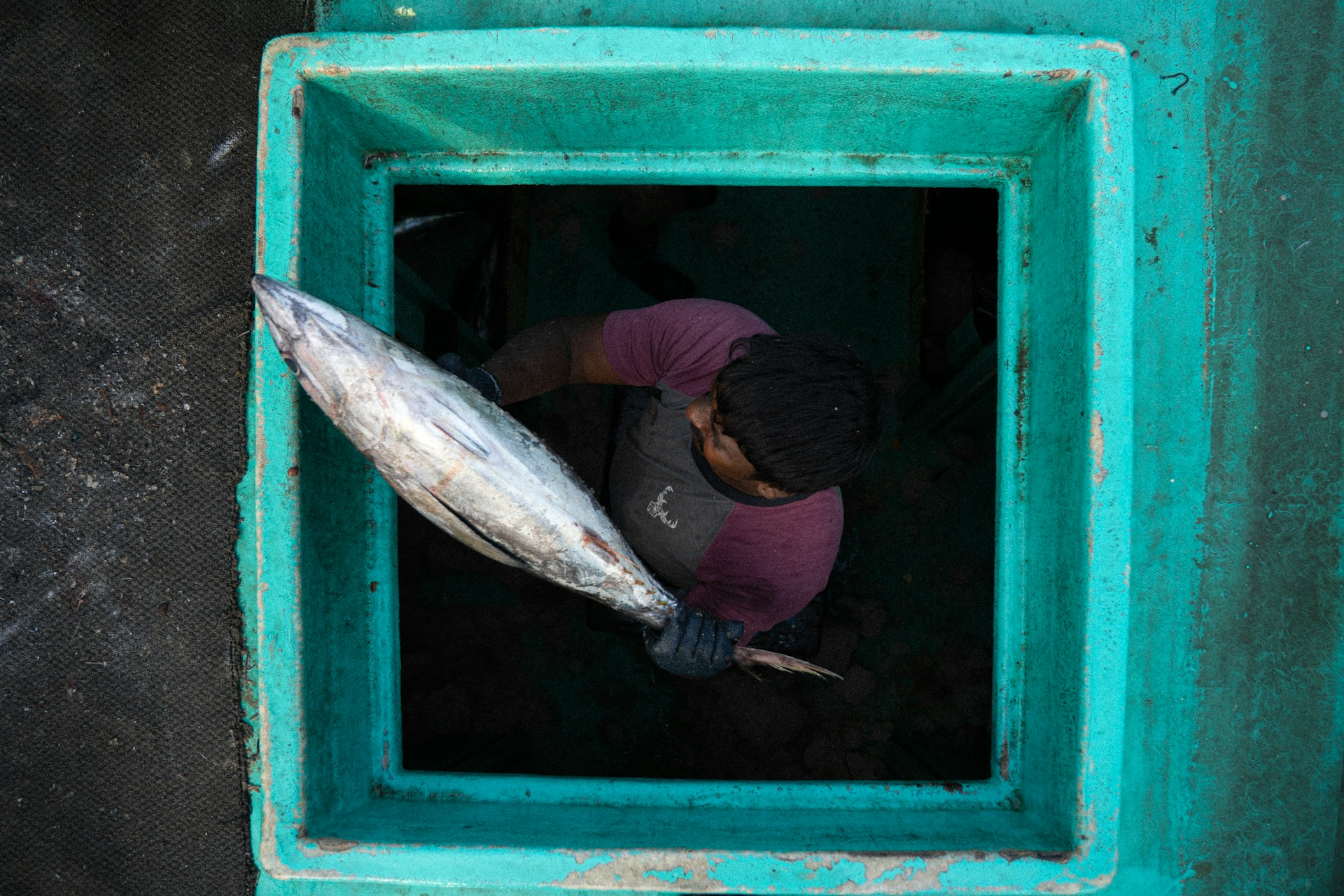 Fisherman handling fresh tuna aboard a fishing vessel